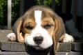 Причины возникновения аллергии у собак и как от неё избавиться?